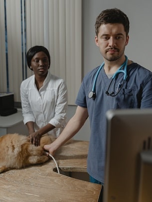 A veterinarian and his assistant taking care of a dog