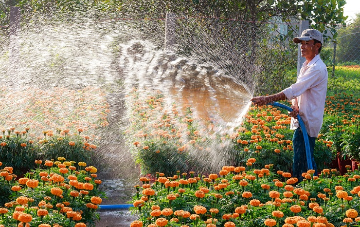 a gardener watering the plants